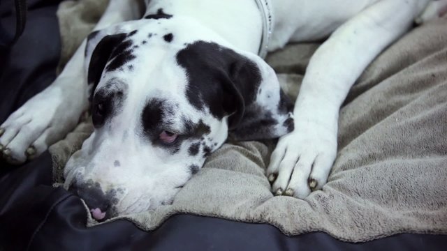 Dog of dalmatian breed lies alone on soft cloth
