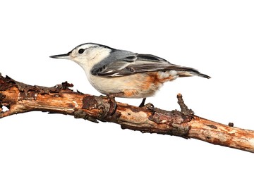 Bird On A Branch on White