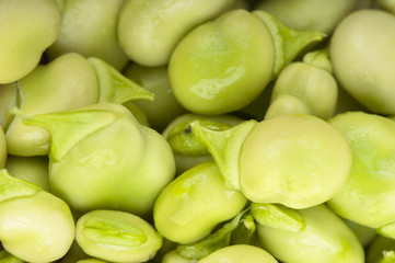 Broad beans macro