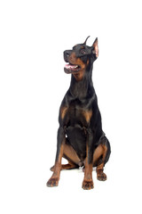 Sitting doberman dog isolated