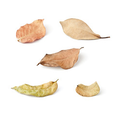 Tropical dry leaves