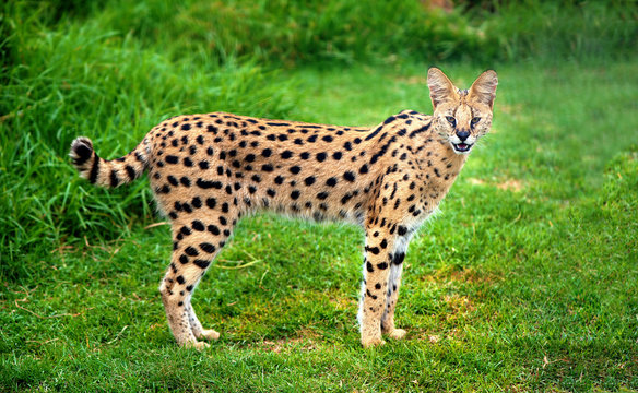 Alert serval cat
