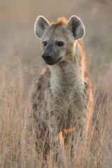 Papier Peint photo Hyène Hyène tachetée, (Crocuta crocuta), Afrique du Sud