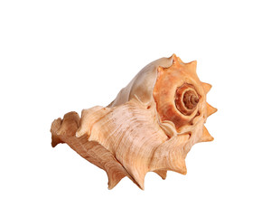 Shell on the white background