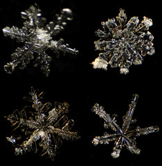 Snowflake under a microscope on the black background