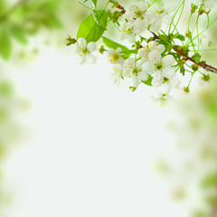 Spring blossom background - abstract floral border of green leav