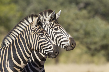 Fototapeta na wymiar Dwa Burchells Zebra, RPA