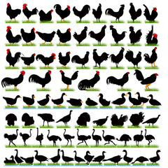 77 Farm Birds Detailed Silhouettes