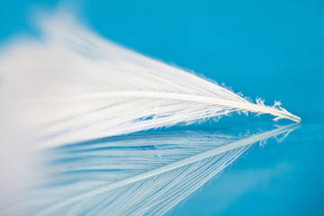 Close up on a feather with soft focus