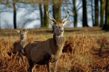 Naklejka na ściany i meble jelenie w Richmond Park