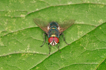 Green Fly