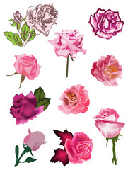 set of ten isolated pink rose flowers