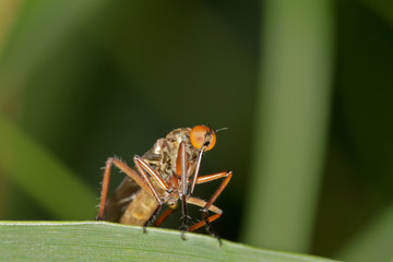 Mosquito