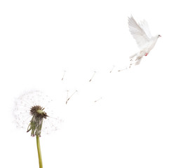 isolated white dandelion and dove