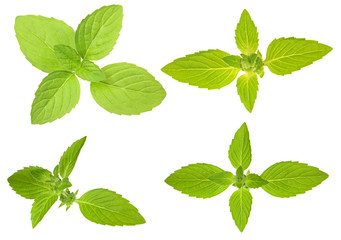 Naklejka na ściany i meble isolated green mint leaves set