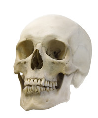 Fototapeta premium single skull isolated on white