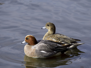 european wigeon