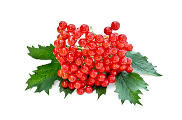Viburnum red with leaves