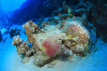 Life under water in the Red Sea