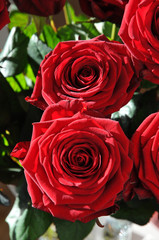 Closeup of Two Red Roses