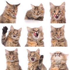 cat emotions composite isolated on white background