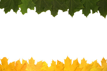Background of the maple leaves