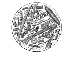 Kieselgur-Probe (Alte Lithographie)