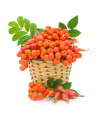 red rowan and wild rose in a basket on a white background
