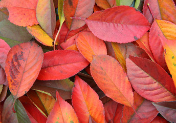background of red leaves of cherry