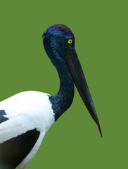 Black necked stork