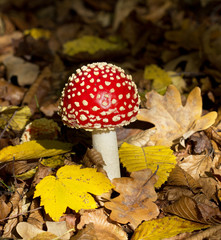 Red mushroom