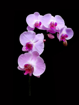 Orchids flowers it is isolated on a black background