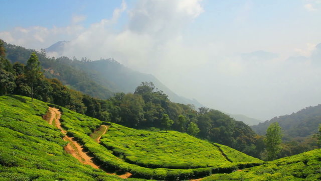 mountain tea plantation in Munnar Kerala India