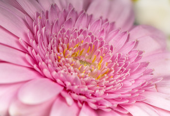 Macro of pink Gerbera