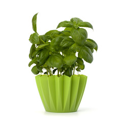Sweet basil leaves