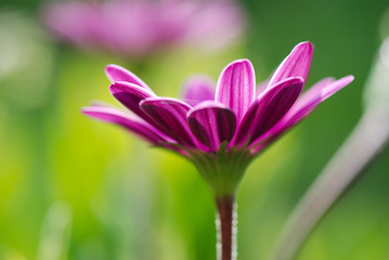 Obraz premium DIMORPHOTECA U OSTEOSPERMUM. MARGARITA DEL CABO