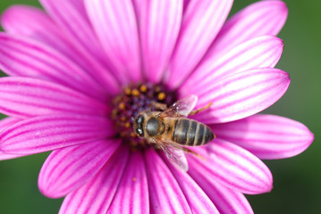 UNA ABEJA EN UNA FLOR. POLINIZACIÓN