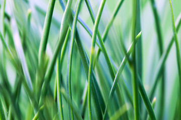 Fototapeta premium Pine`s needles.