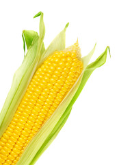Ear of Corn isolated on a white background