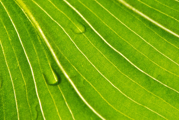 PLANTA DE INTERIOR, GOTAS DE AGUA