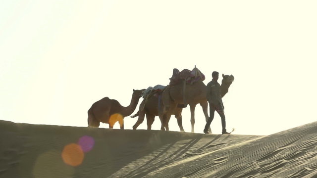 Teamster pulling three camels across the desert.