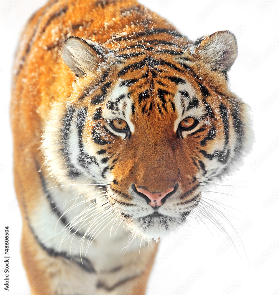 Poster Tiger