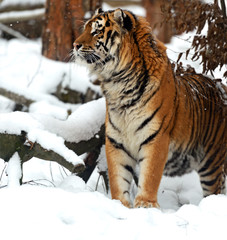Naklejka premium Tiger
