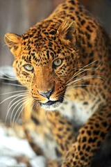 Abwaschbare Fototapete Leopard © kyslynskyy