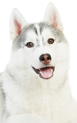 one Siberian husky isolated