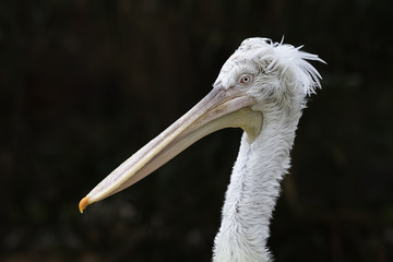 Pelican