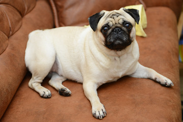 Fototapeta premium Pug dog sitting on the sofa