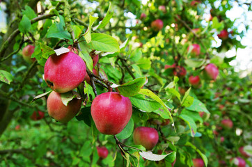 Ripe red apples on apple tree