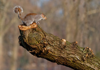 Obraz premium Grey squirrel on a tree