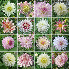 dahlias blancs